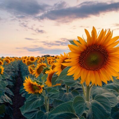 Retraite complémentaire de l’exploitant agricole